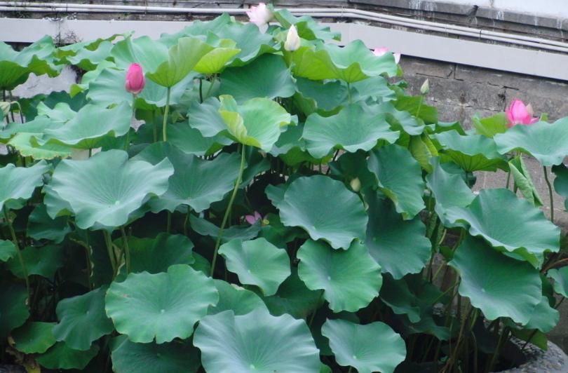 荷花盆栽水养方法,荷花盆栽的盆土怎么配制