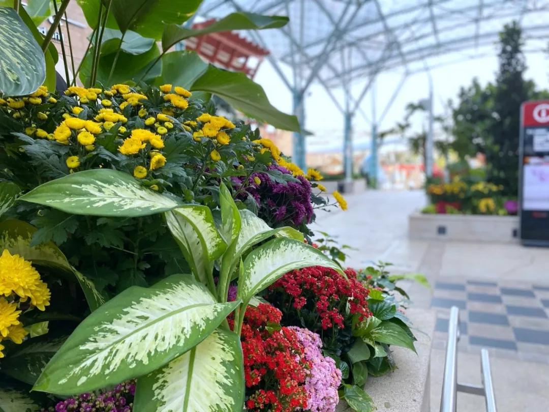 疫情期间去埃及旅游的亲历,疫情期间从深圳直飞洛杉矶体验