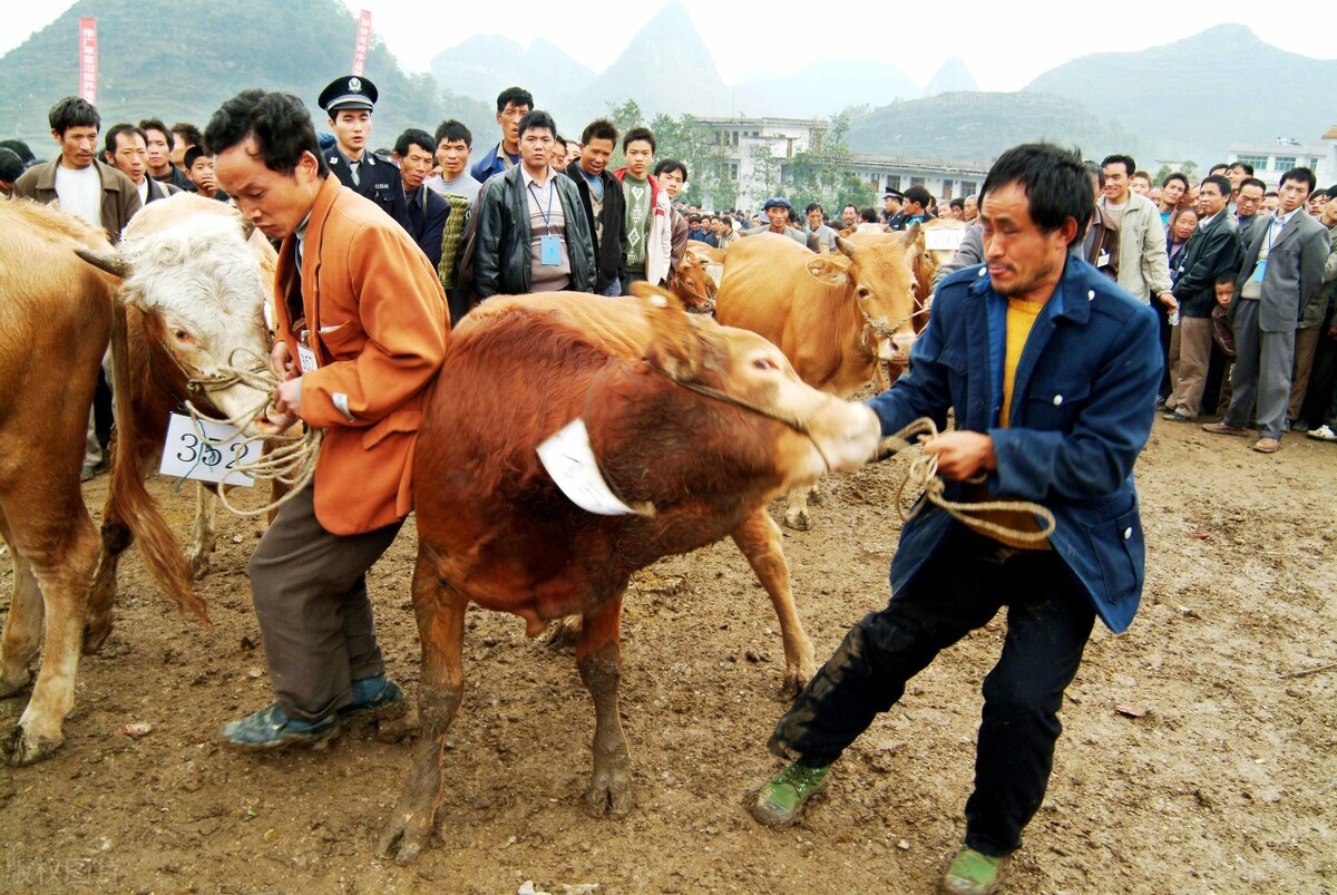 买牛被坑的全过程,买牛套路有哪些