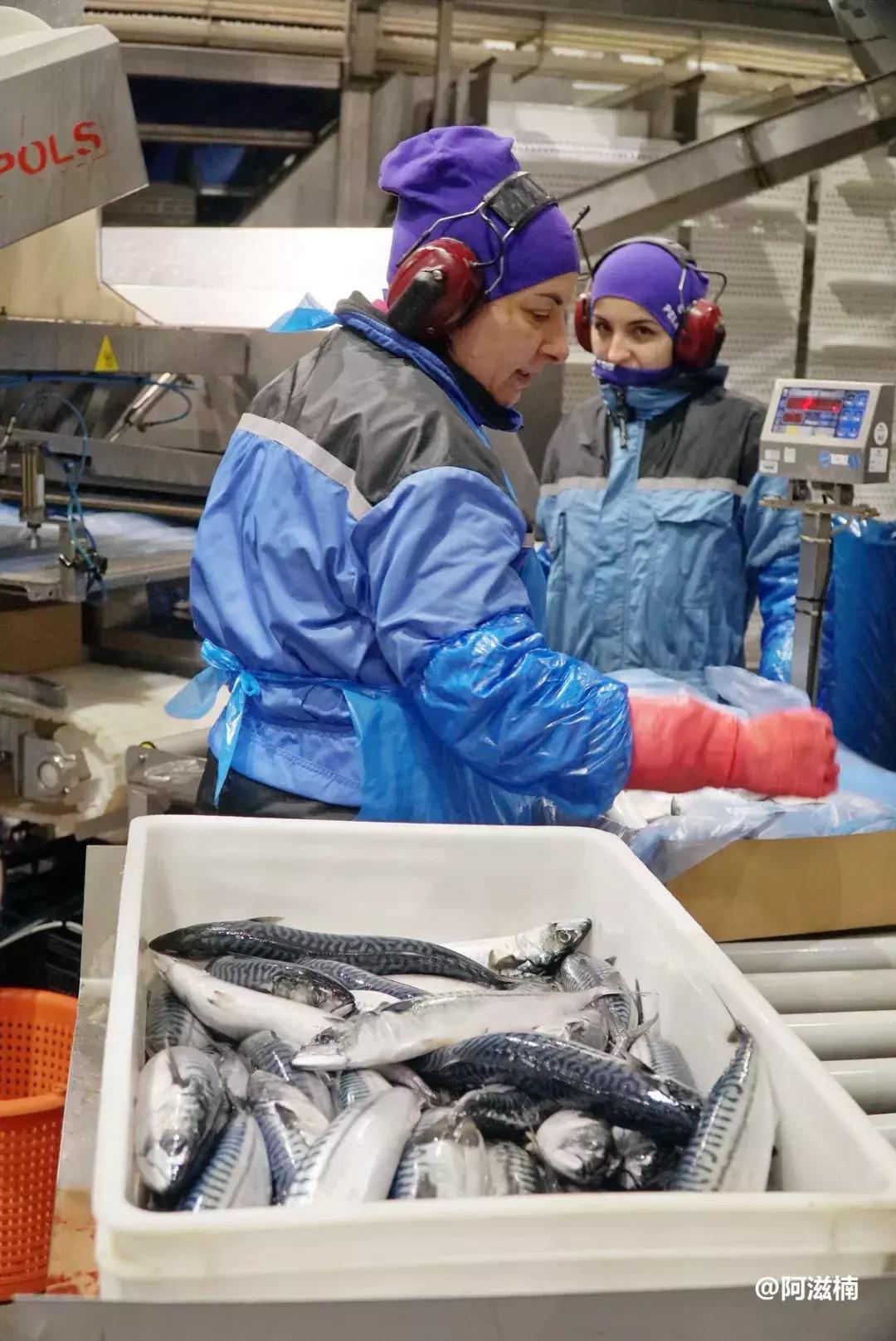 为了吃世界上最好吃的青花鱼，我飞去了挪威，光是捕捞船价值4亿