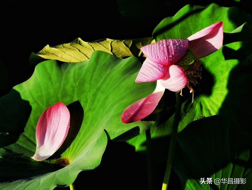 北京禧园：秋日荷花婀娜多姿惹人醉