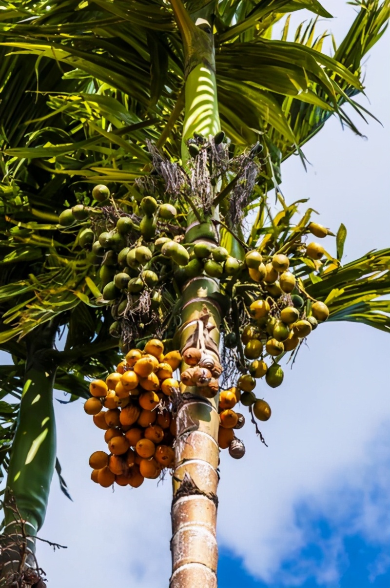 10种果子图片大全,100种果子介绍