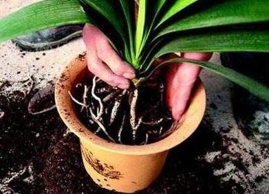 秋冬季君子兰换盆可以吗,君子兰春天换盆怎么养才能长得快