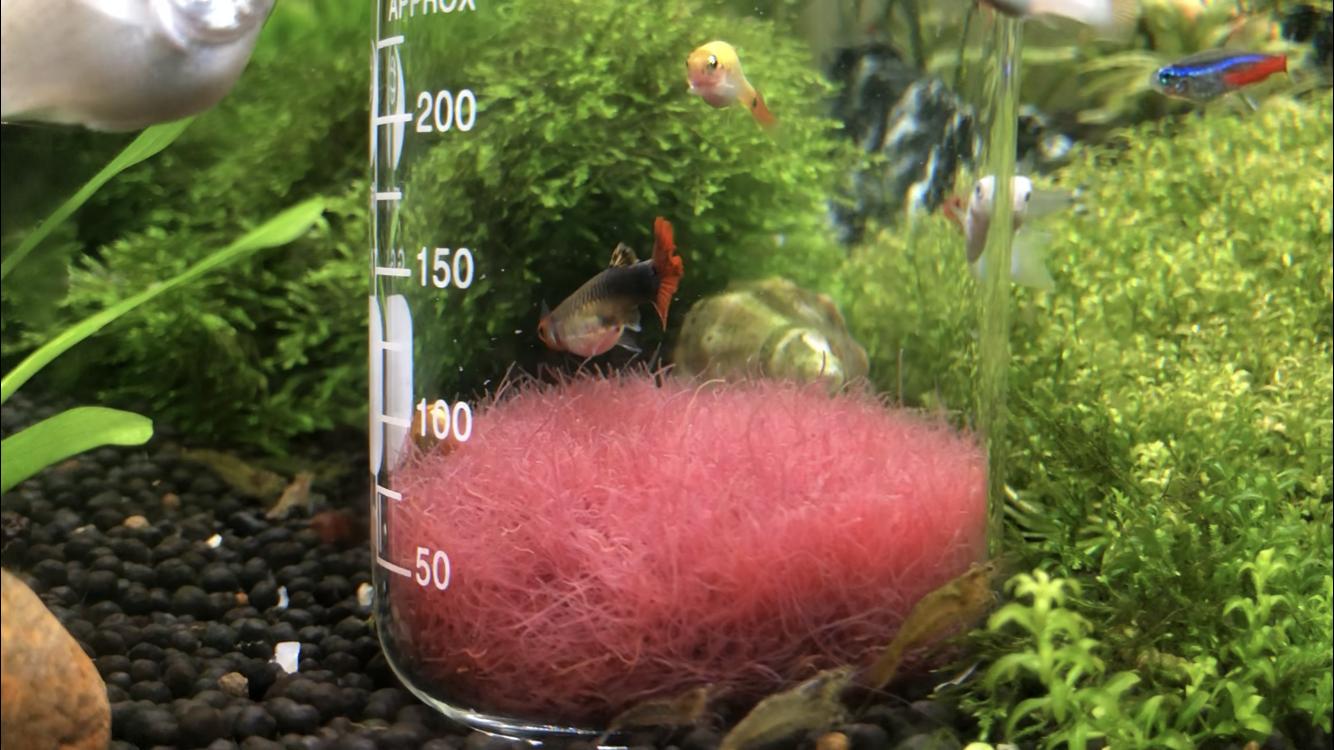 网上买的红线虫到家怎么处理,红线虫鱼儿能吃吗