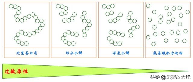 羊奶粉容易导致宝宝过敏吗,牛奶蛋白过敏宝宝适合哪种羊奶粉