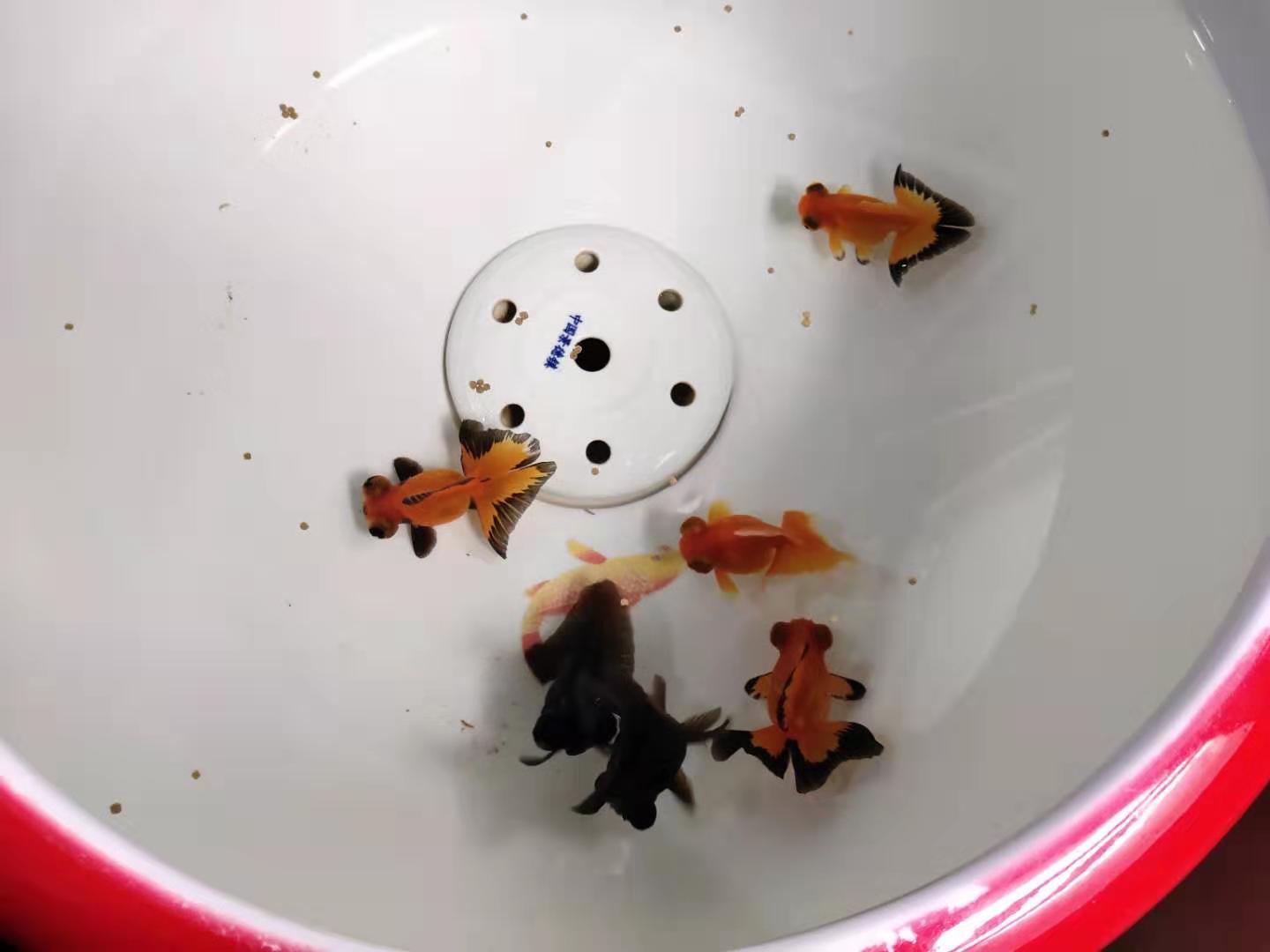 新买的观赏鱼到家就要检疫，否则必死无疑，这种说法并不靠谱