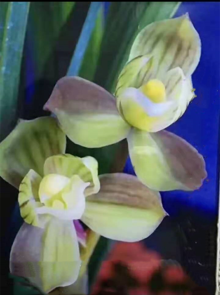 春剑十大品种排名多少钱一株,春剑多少钱一株