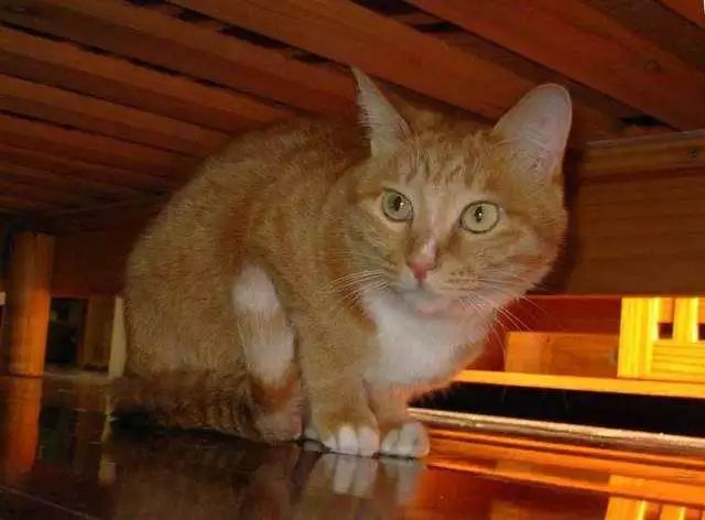 猫咪为什么特别能记仇,猫咪为什么经常偷袭猫主人