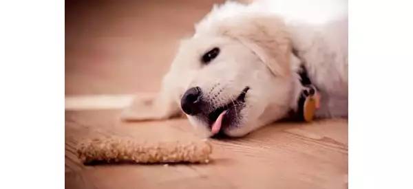 天气转冷狗狗如何预防感冒,狗狗感冒了咳嗽得厉害怎么办