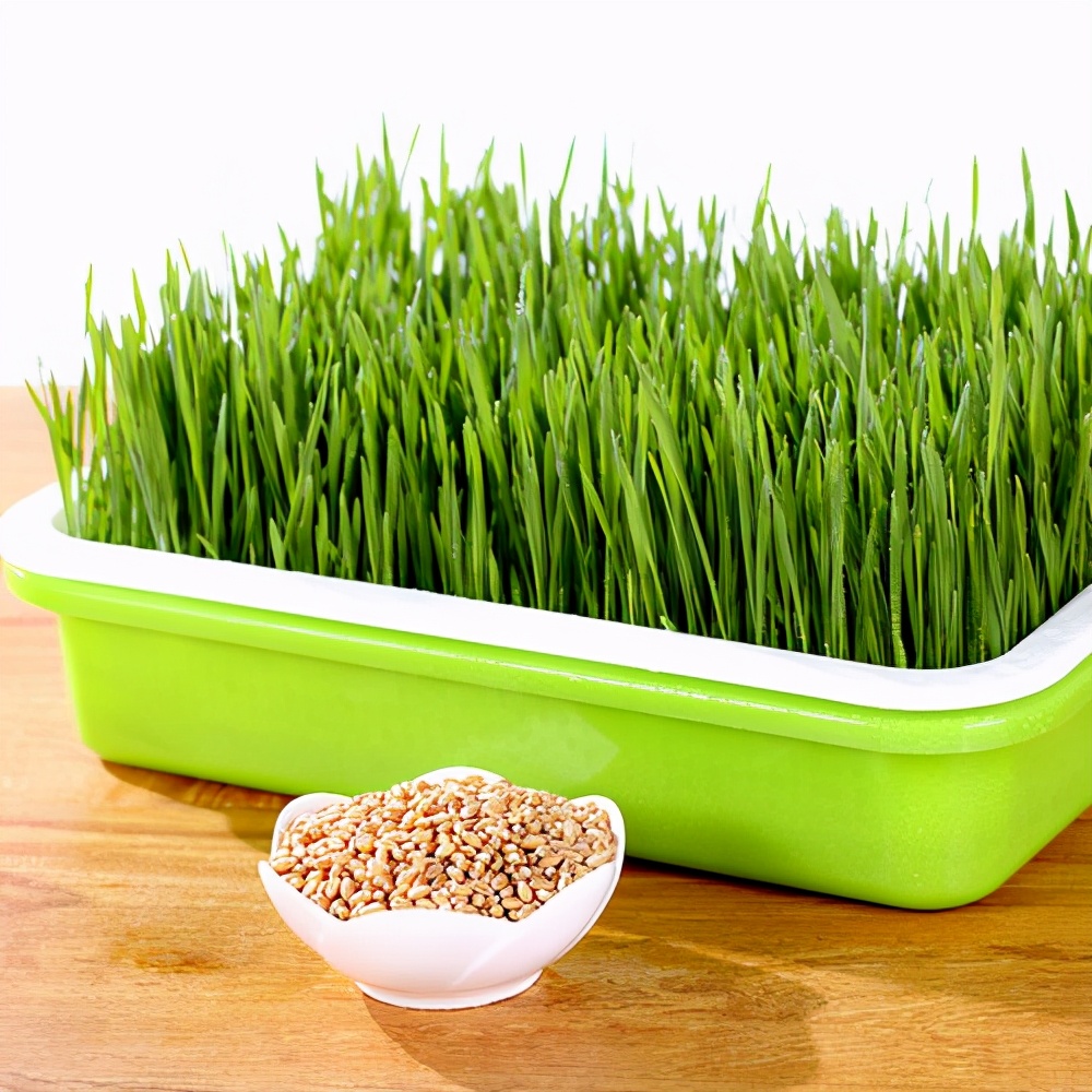 种植芥蓝收获哪些知识,芥蓝苗种植技术培训教程