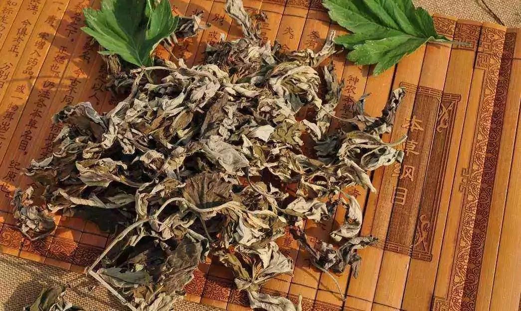 预防新冠肺炎，蕲艾有妙用