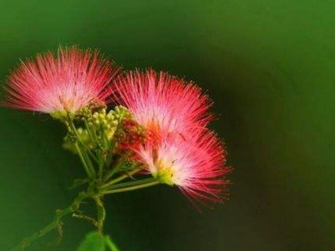 *欢合**花：花美叶美、有色有香的*欢合**花，管理与栽培