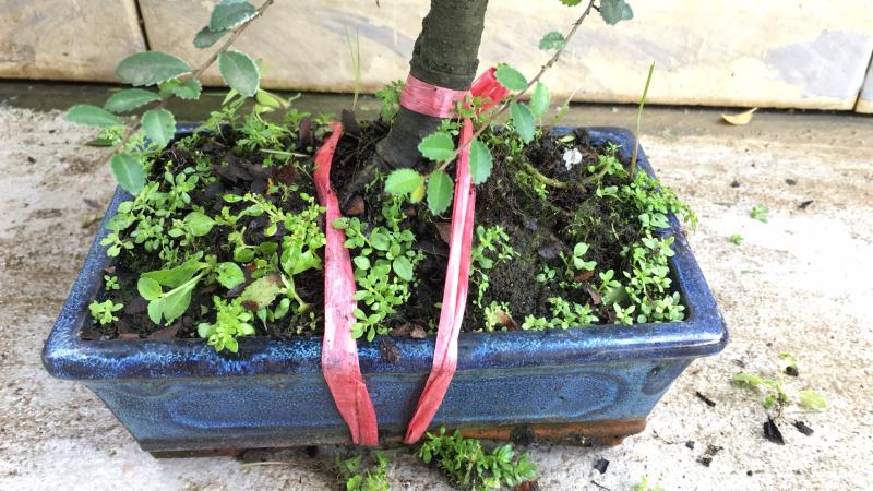 苹果盆景修剪技巧图解,新手也能学会的修剪盆景技巧