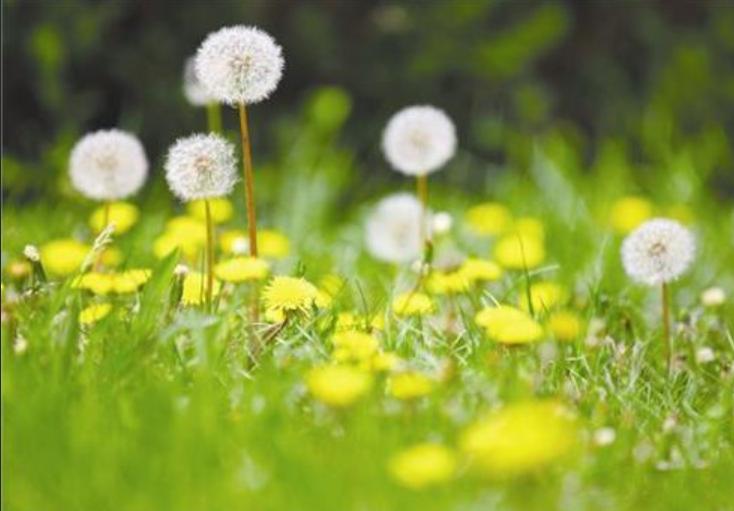 自制蒲公英茶是老的好还是嫩的好,自制蒲公英茶和买的有什么区别