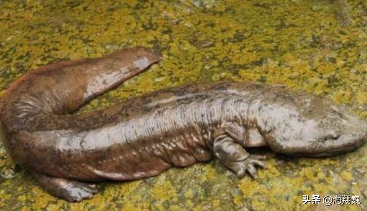 山海经第五卷小说,山海经第五篇