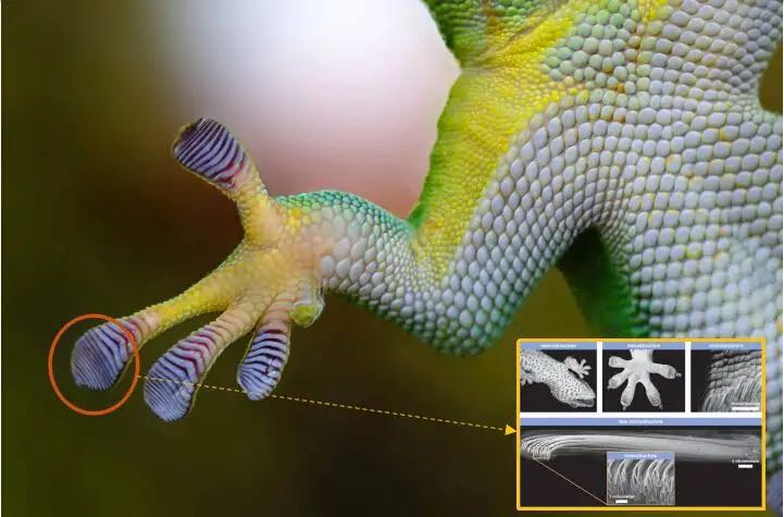 壁虎为什么可以飞檐走壁蚂蚁森林,什么壁虎可以飞檐走壁