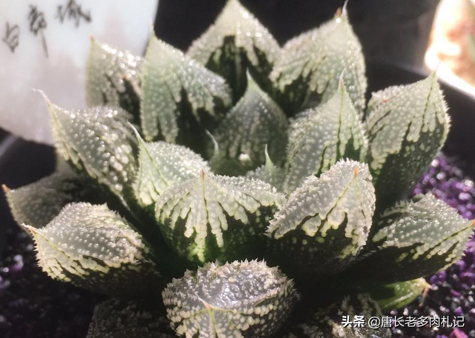 多肉玉露叶片中的杂土怎么处理,如何判断玉露的根系是否出了问题