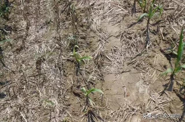 玉米苗后除草剂药害下雨会减轻吗,玉米除草剂对豆角的药害怎么解除