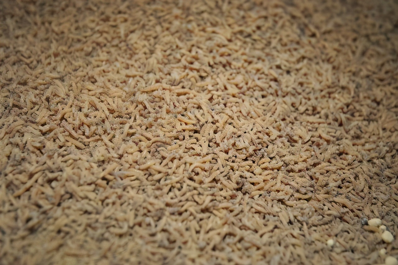 苍蝇灭绝对地球有害吗,苍蝇在世界上的意义