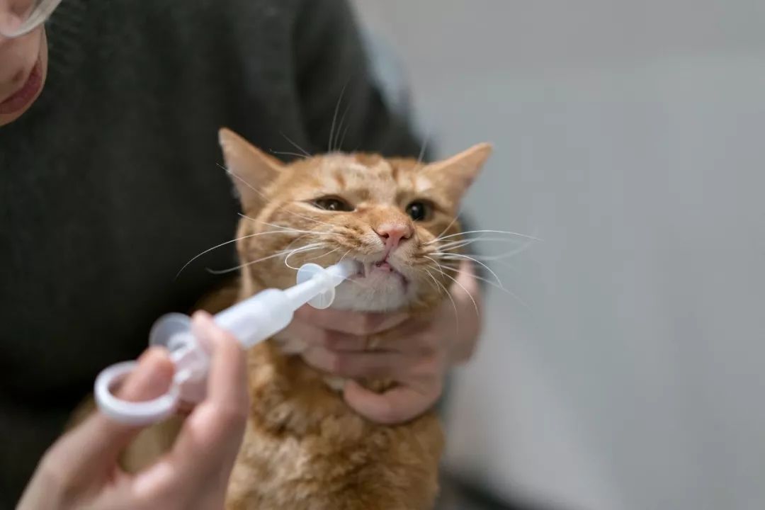 主人不在家猫咪饮食怎么解决,猫咪吃了化毛膏后不爱吃饭