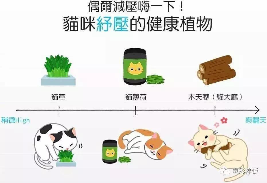 新手养猫第一天猫咪害怕怎么办,新手铲屎官养猫知识