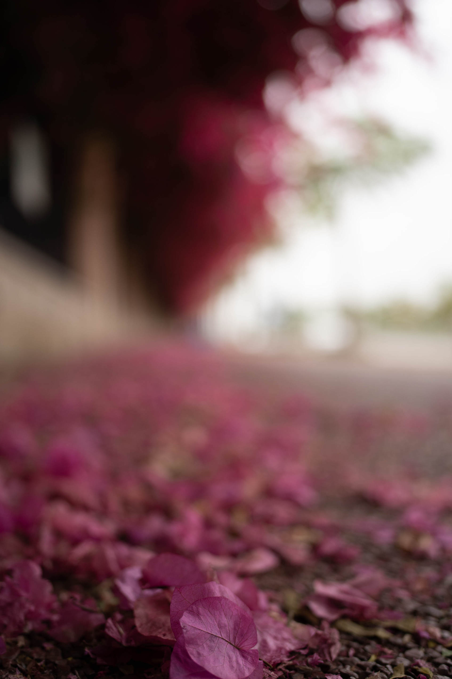 索尼定焦镜头性价比推荐,索尼35mm定焦推荐国产