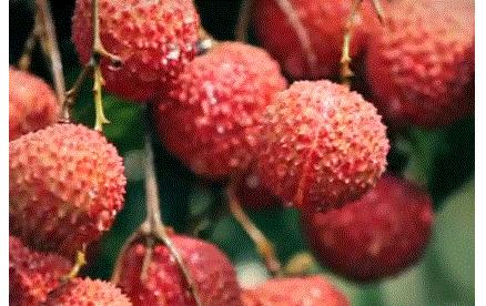 荔枝自由有多难实现?就连古代皇帝都为了它拼了老命(菲李漫画)