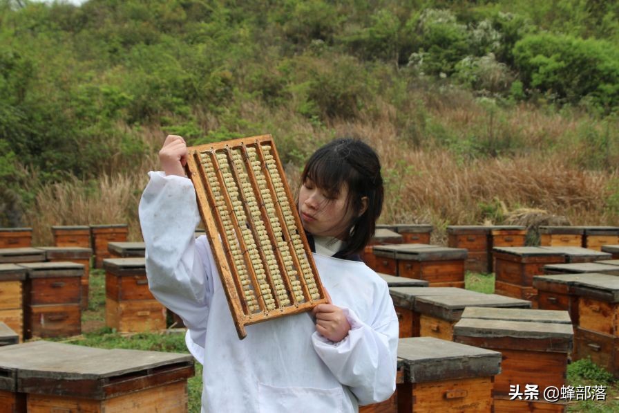 王台基是“圆形”的好还是“锅底形”的好?选对了,产量大增!