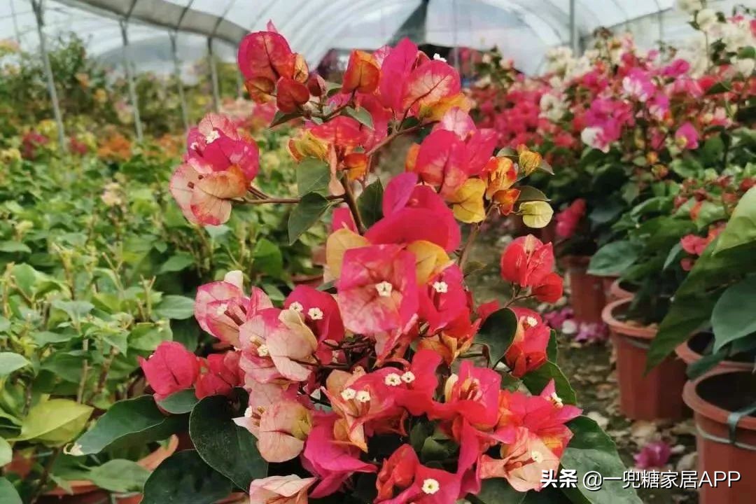 春天花会开|这20家植物淘宝店，植物杀手看了也想买！