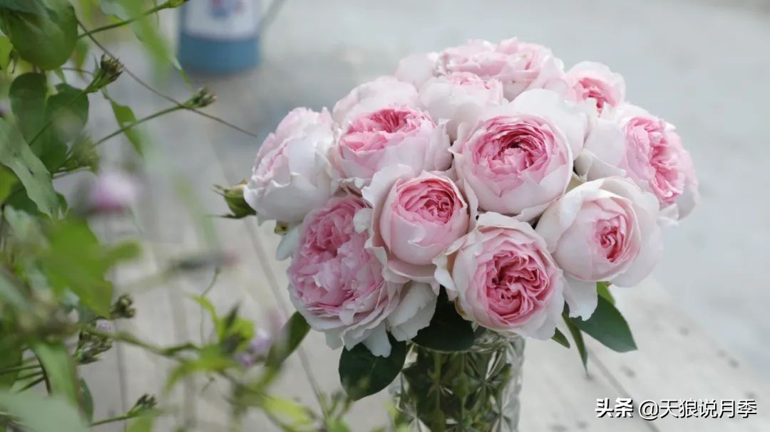 优雅女士月季花,奇葩月季品种图片