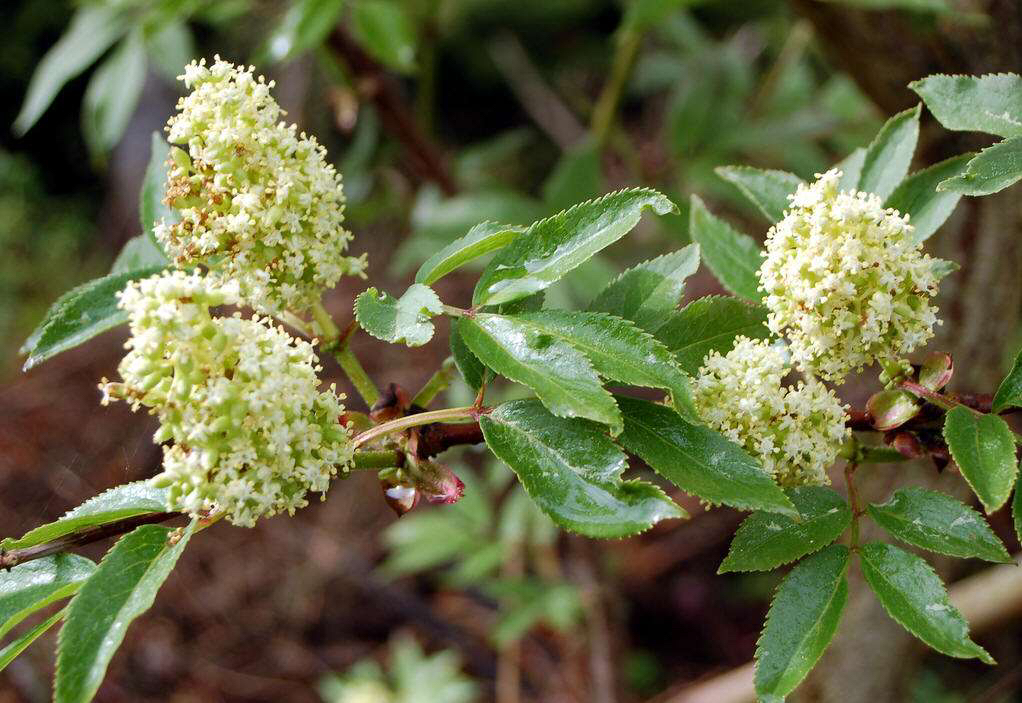 中药材接骨木性味归经,接骨木的功效
