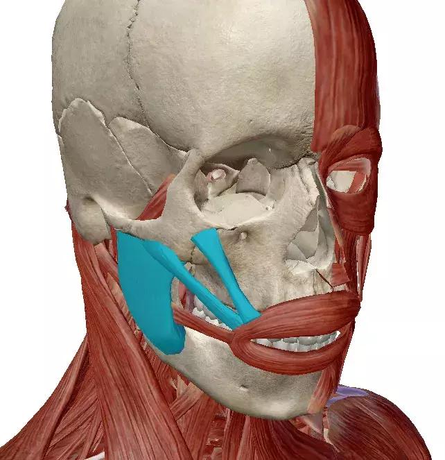 体态大师颧骨外扩,颧骨怎么样才算外扩