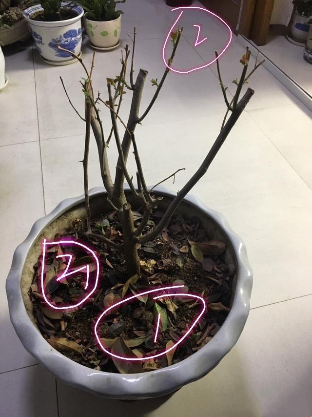 刚冻伤的三角梅可以暴晒吗,三角梅冻伤后的养护