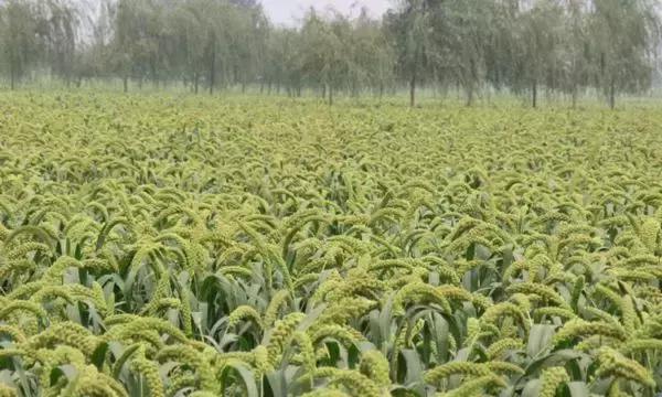 河南平顶山好吃的美食有哪些,河南知名农产品