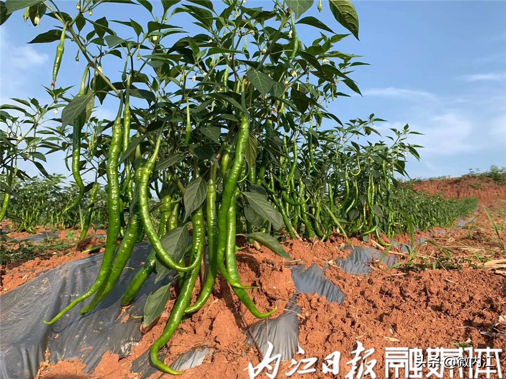 旺苍县二荆条辣椒,四川新鲜二荆条辣椒特辣