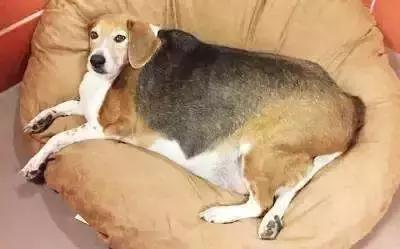 福懋动物医院寄养宠物,福懋动物宠物医疗中心