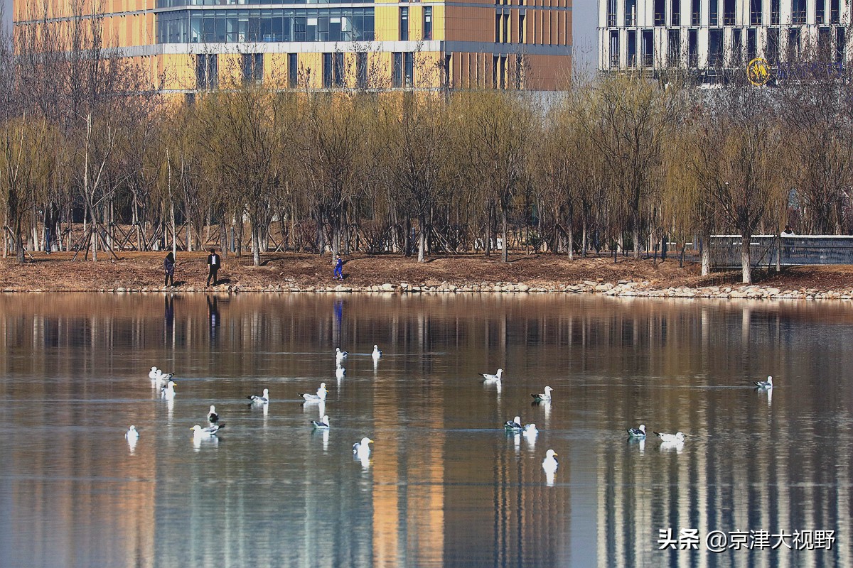 买武清公寓落户可行吗,武清城区适合落户的公寓