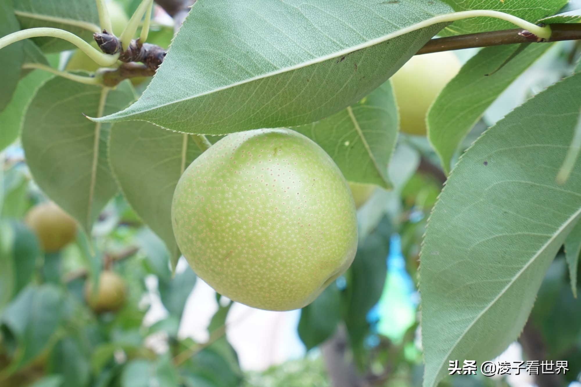 鐭冲搴勬収鐏簞鍥ソ鐜╁悧鍊煎緱鍘诲悧,鐭冲搴勬収鐏簞鍥檮杩戦噰鎽樺洯