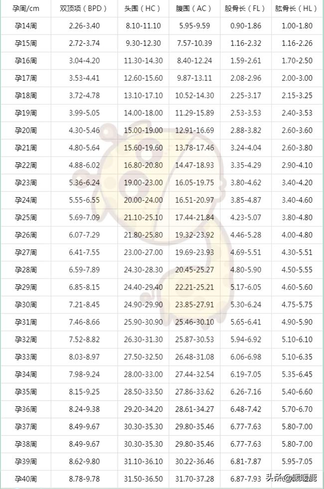 双顶径头围腹围对照表胎儿体重,如何判断胎儿股骨长短