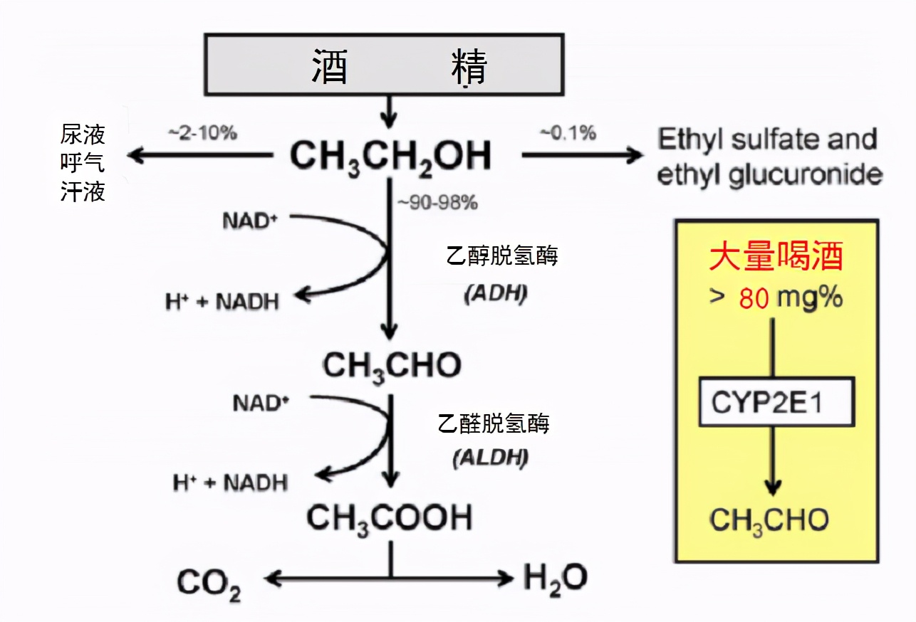 怎样快速的解酒消除体内的酒精,醉酒后血液酒精多久可以代谢完
