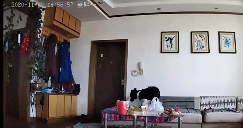 牛也要出圈（quān）？这个电信高定耳饰不简单