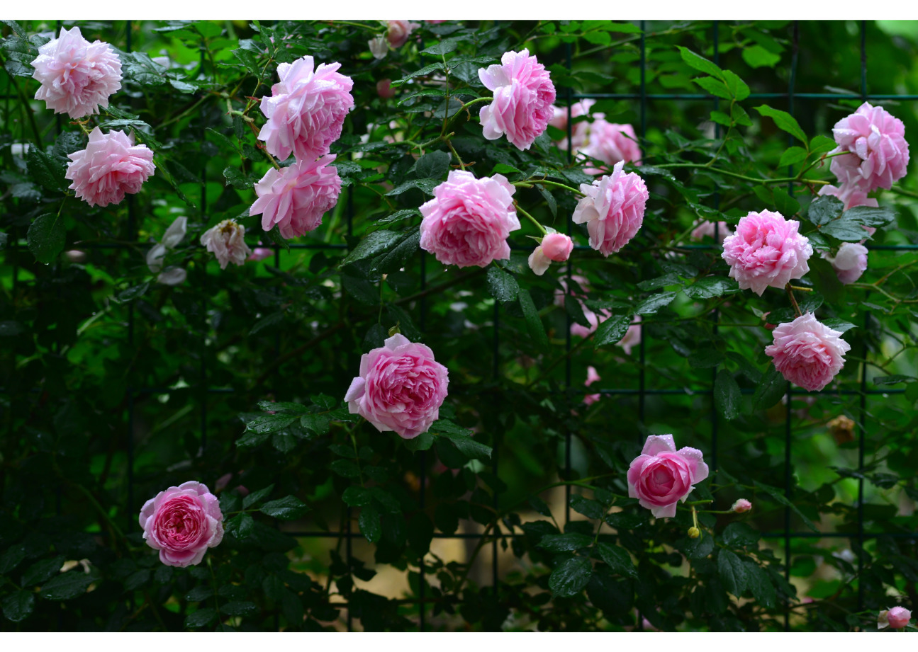 月季花网购指南图片高清版,月季品种查询网