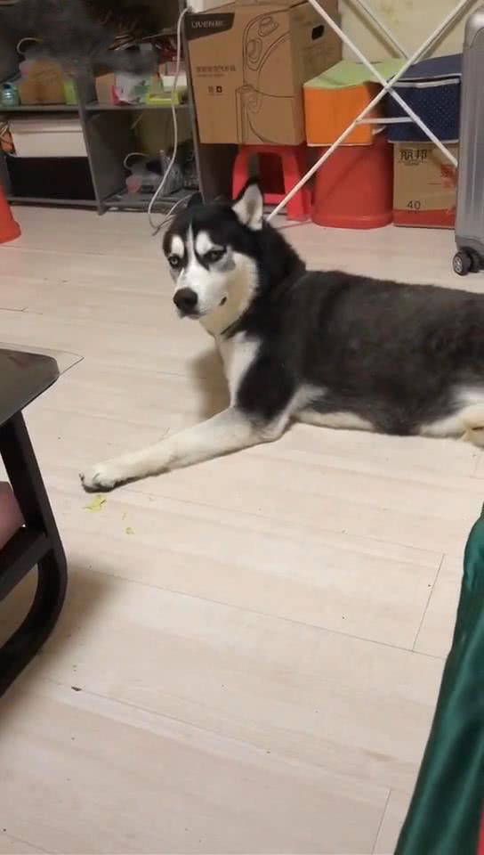 哈士奇被骂哭原版视频,哈士奇被骂傻狗突然变脸