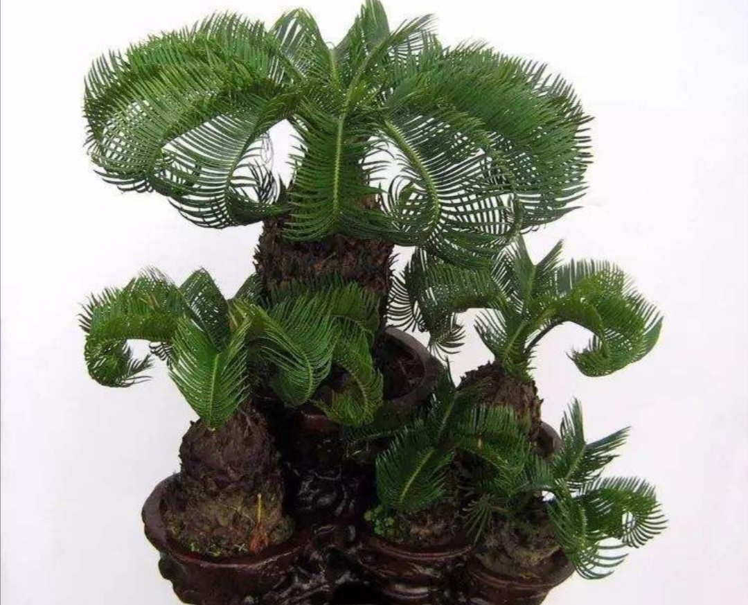 多头苏铁盆景图片大全欣赏,苏铁盆景养殖方法大全