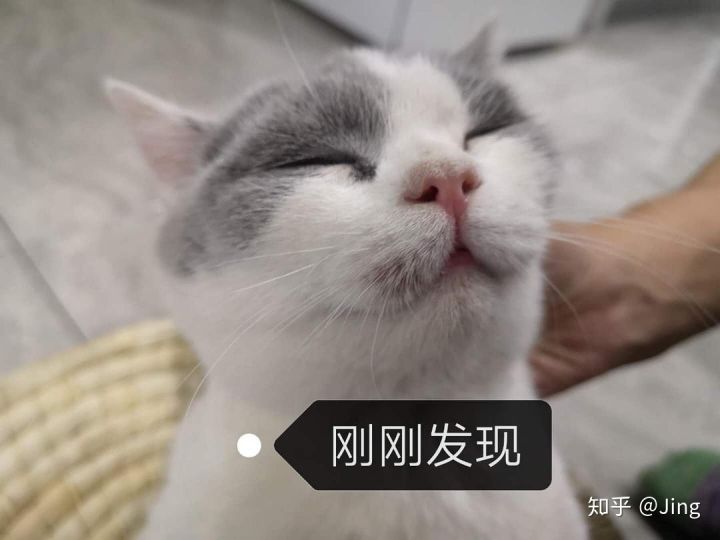 猫癣护理,幼猫猫癣最快治愈方法