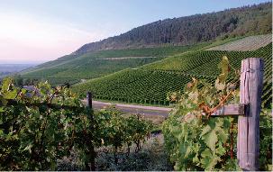 逢知己酒业寻酒记价格,贵州寻酒记