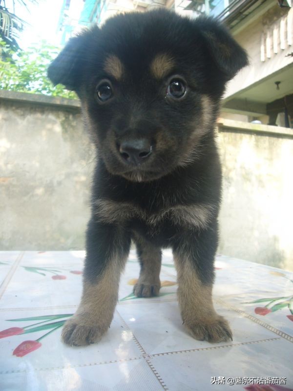 高颜值肌肉奶狗,什么样的小奶狗最可爱