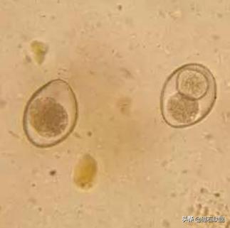 揭秘宠物医院检查项目之便检：什么是便检，为什么狗需要做便检？