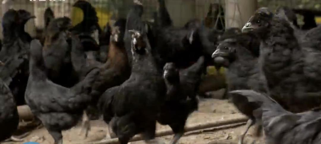 宜昌农村小伙返乡养殖黑鸡,回乡养本地黑鸡的90后小伙