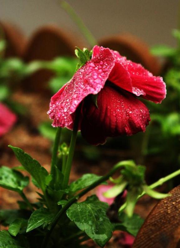 夏雨诗词作品欣赏,带有夏雨两字的诗词